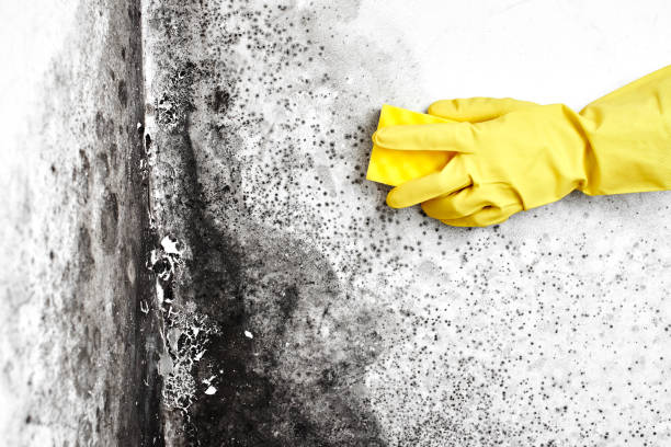 Professional Mold Removal in Banner Hill, TN